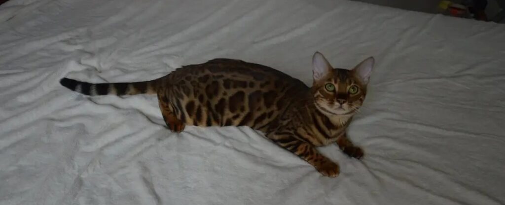 Sick Bengal cat on bed