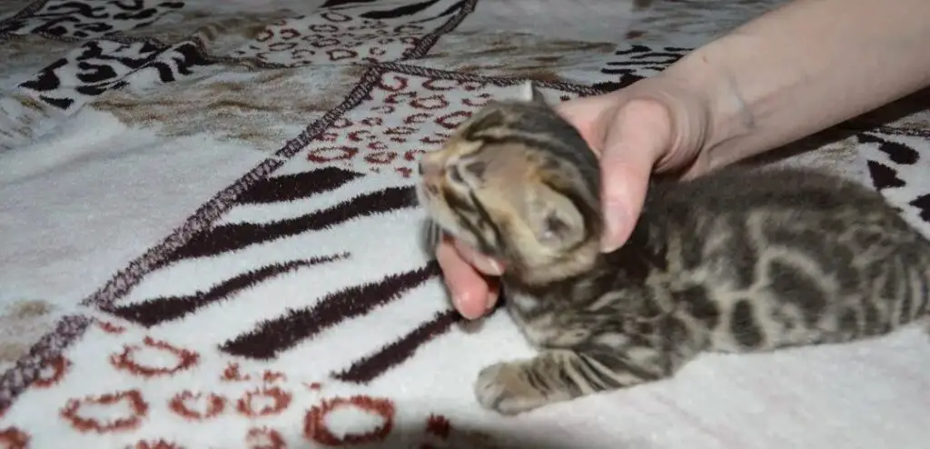 Holding a kitten