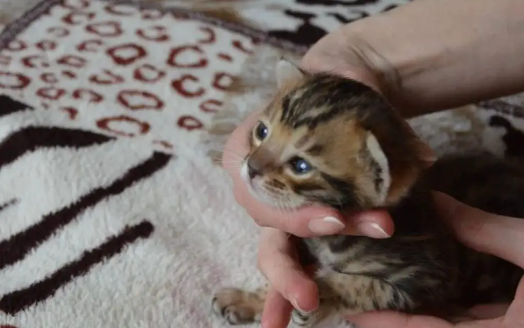 Holding a kitten head