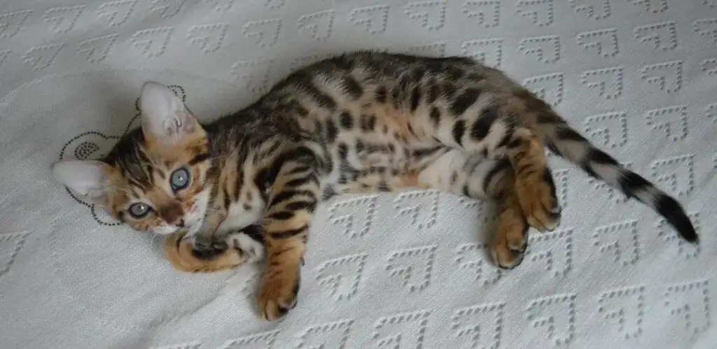 Bengal cat on bed