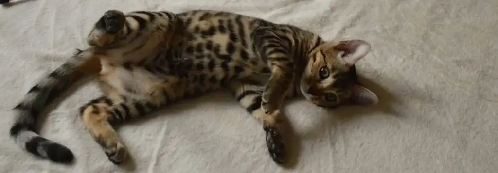 Sick Bengal cat lifting legs