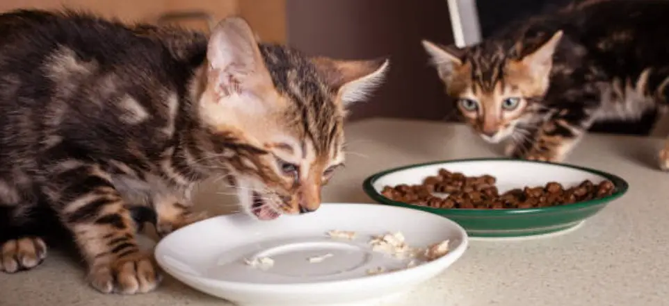 Two Bengal cats eating