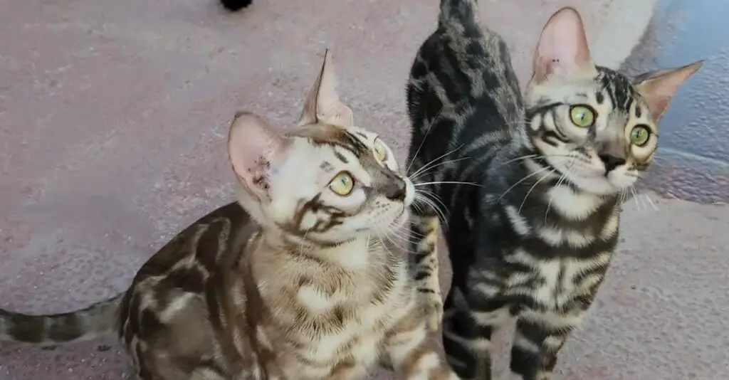 Two Bengal cats