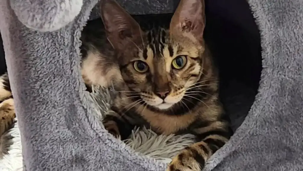 Bengal cat in a close tube