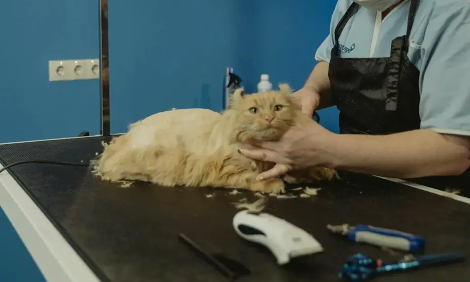 Shaving cat