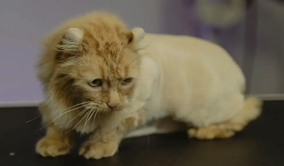 A shaved cat