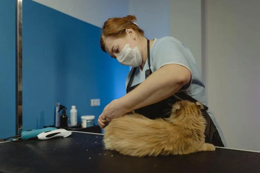 Groomer shaving a cat