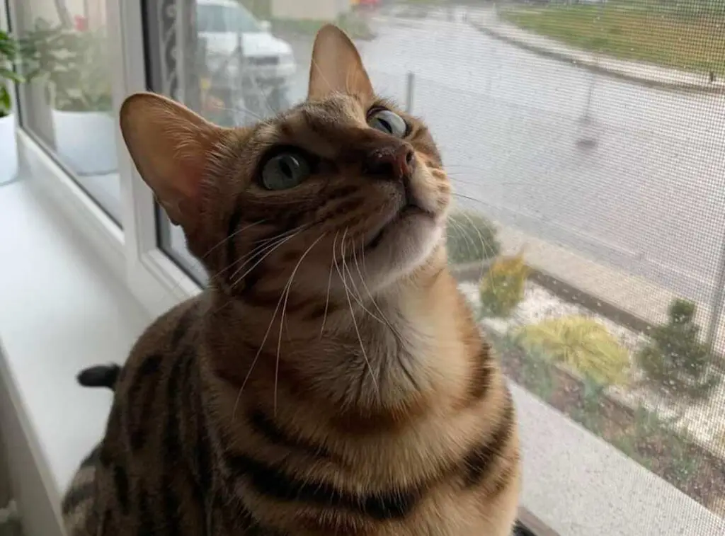 Cat sitting at the window