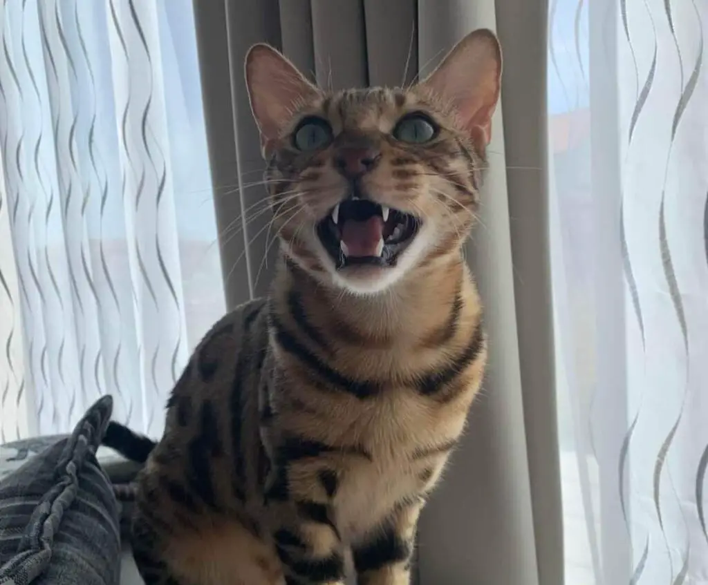 Bengal cat ready to bite