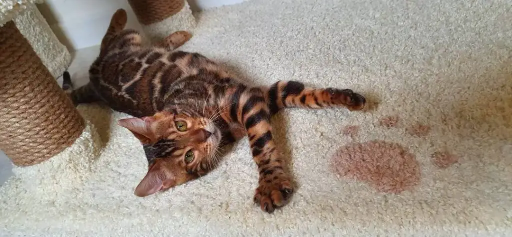 Bengal cat lying down