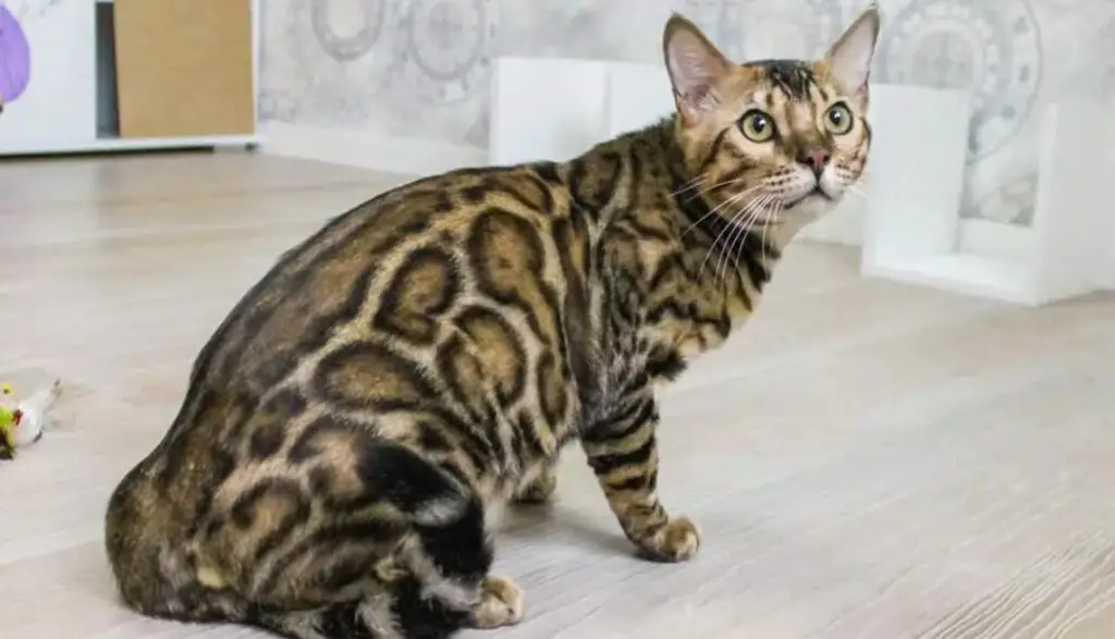 A lethargic Bengal cat