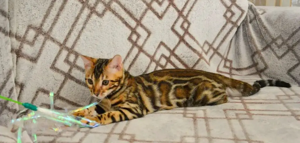Bengal cat on a couch