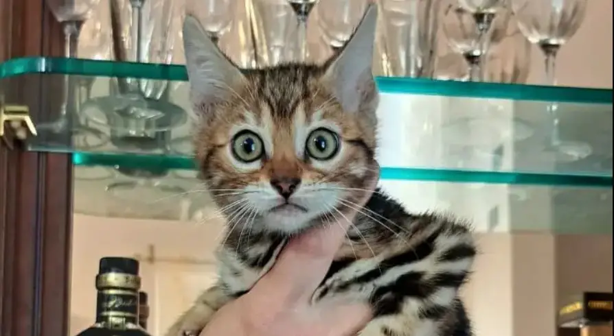 Bengal Cat with owner