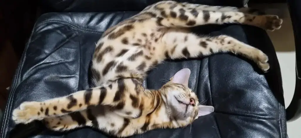 Bengal cat on bed