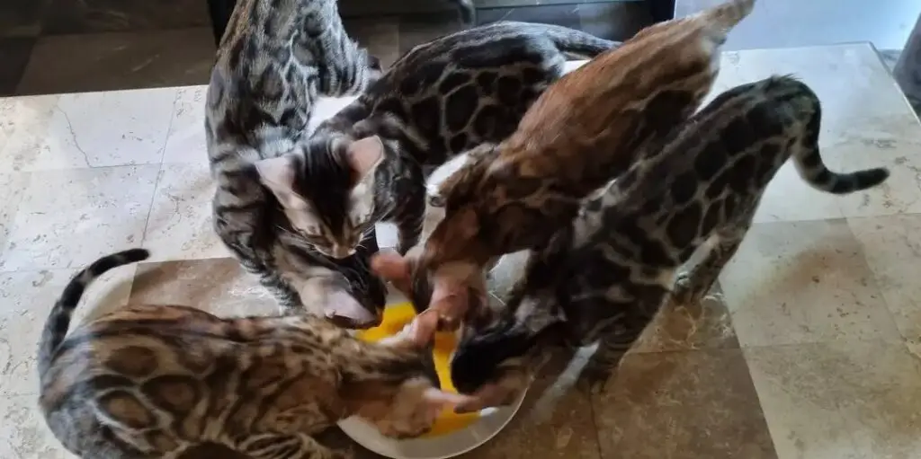 Five Bengal cats eating