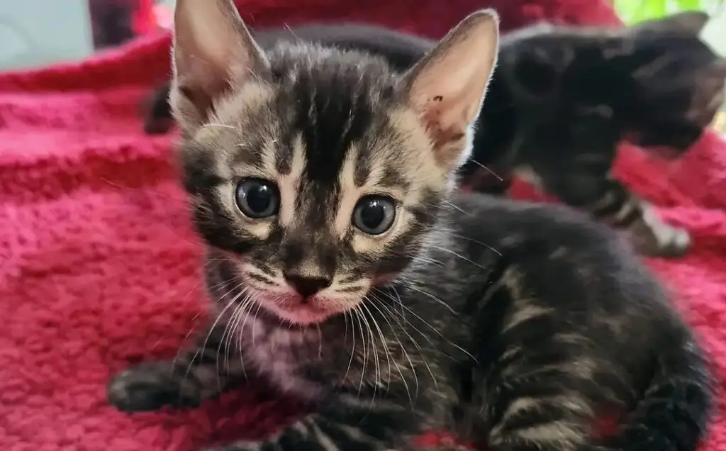 Bengal cat Kittens at night