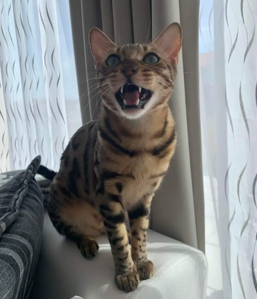 Angry Bengal cat
