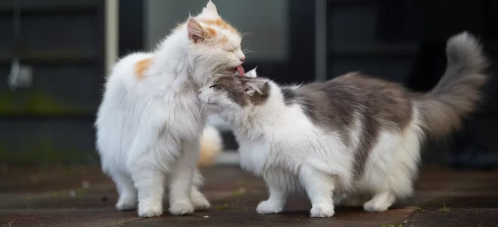 Two cats licking each other