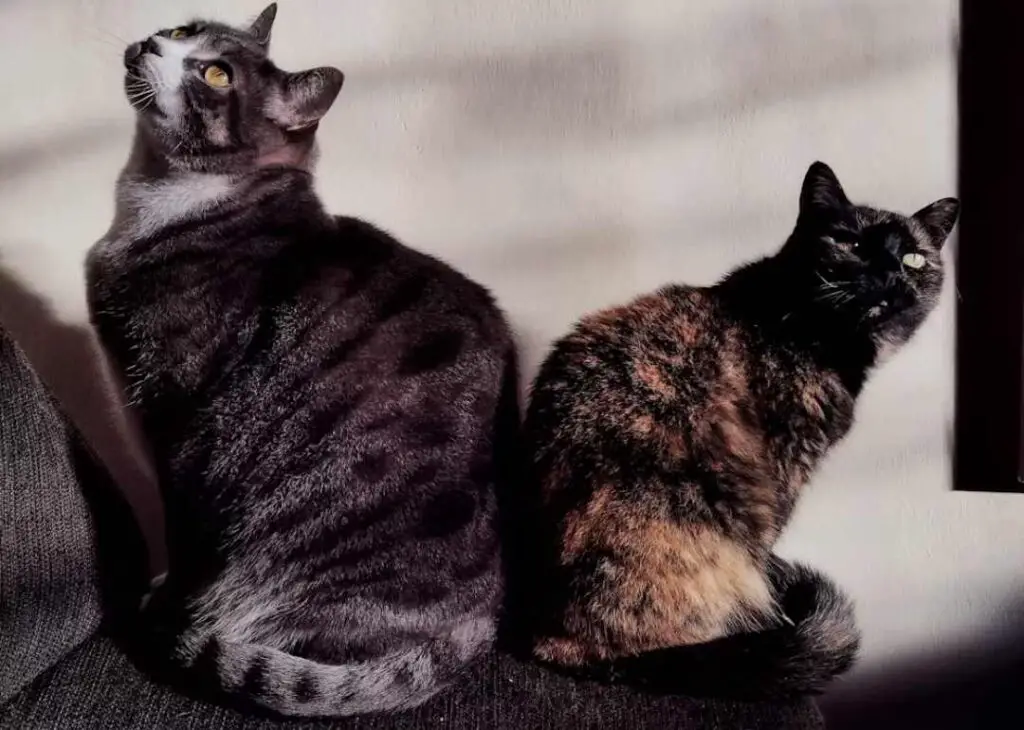 Reasons Your Cats Are Suddenly Not Getting Along