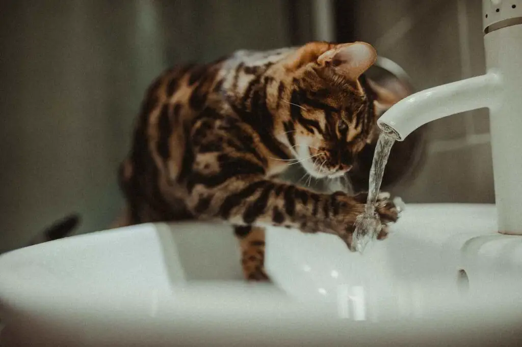 Bengal cat drink water from tap