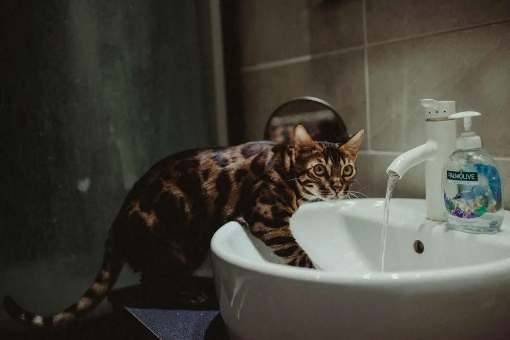 Bengal cat playing in water bath top