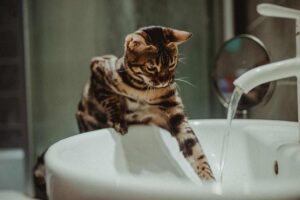 Hydrating Your Cat That Won’t Drink Water