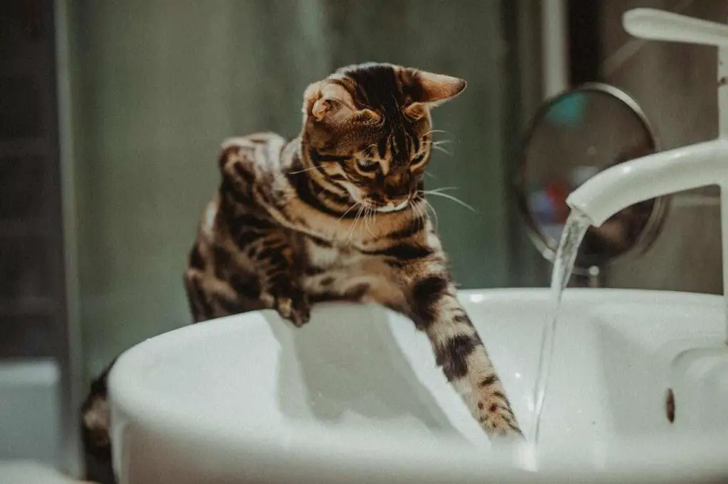 Bengal cat playing with water