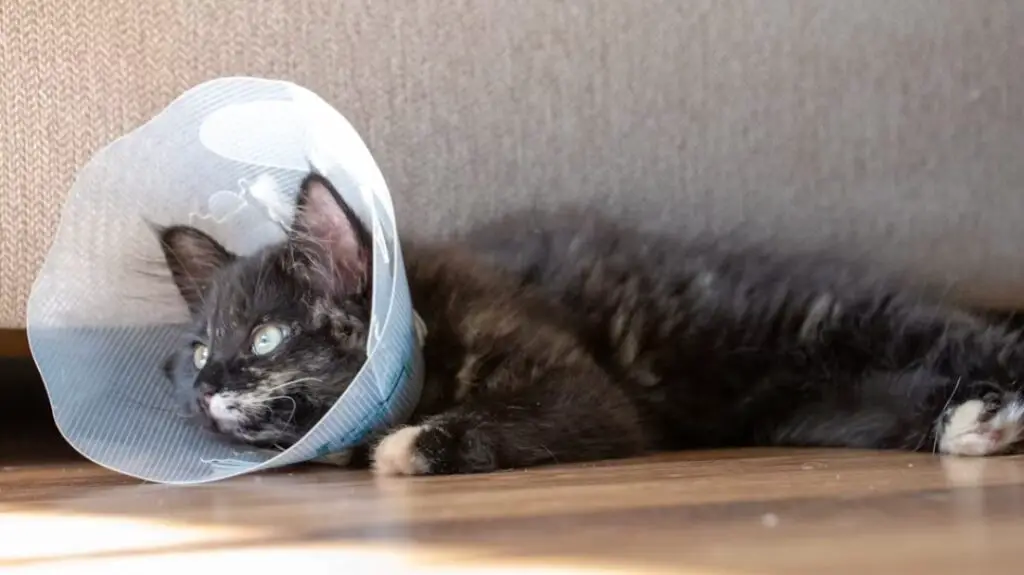 Male Cat After Neutering