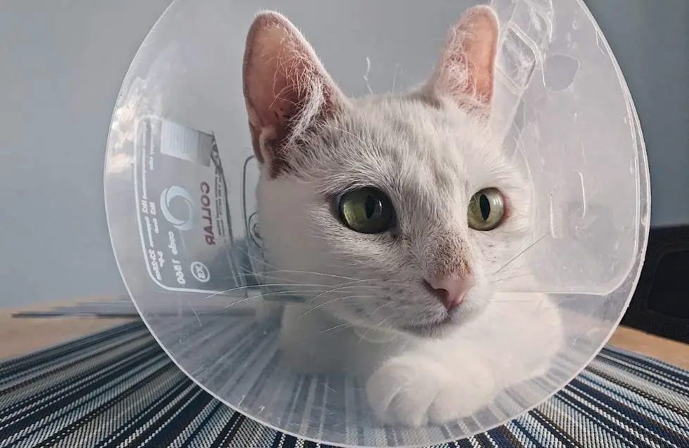 Female Cat with cat cone