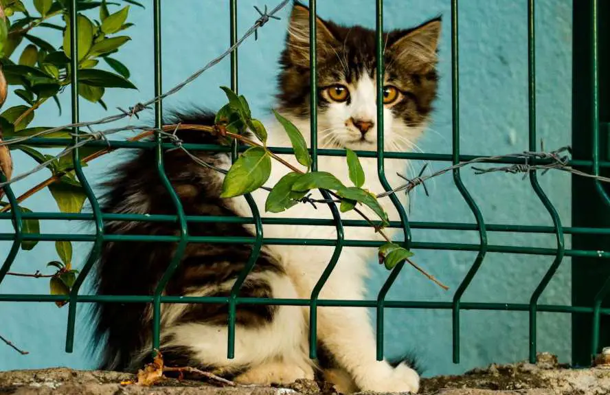 Cat outside fence