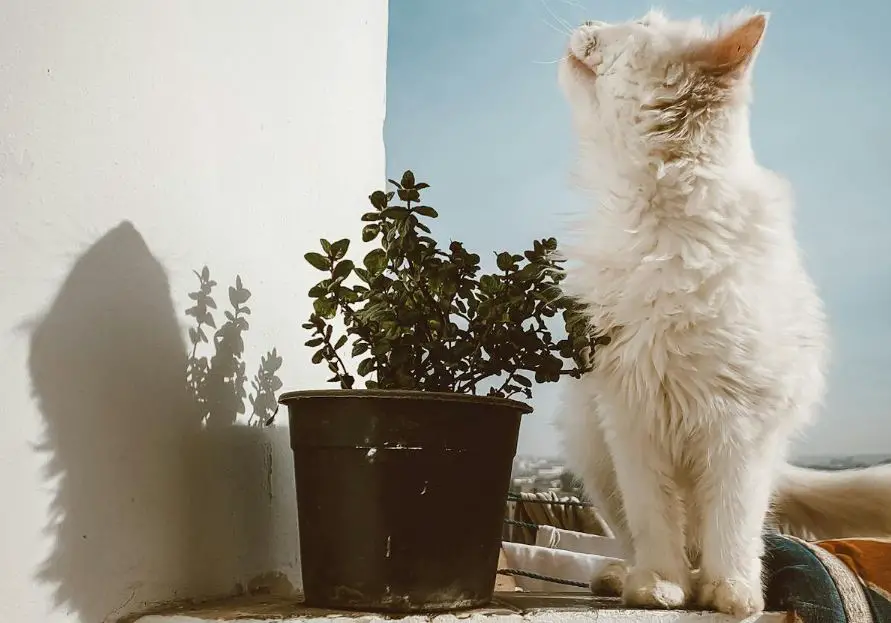 Cat beside pot follower
