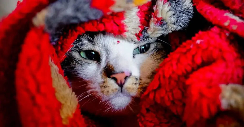 Cat hiding behind red blanket