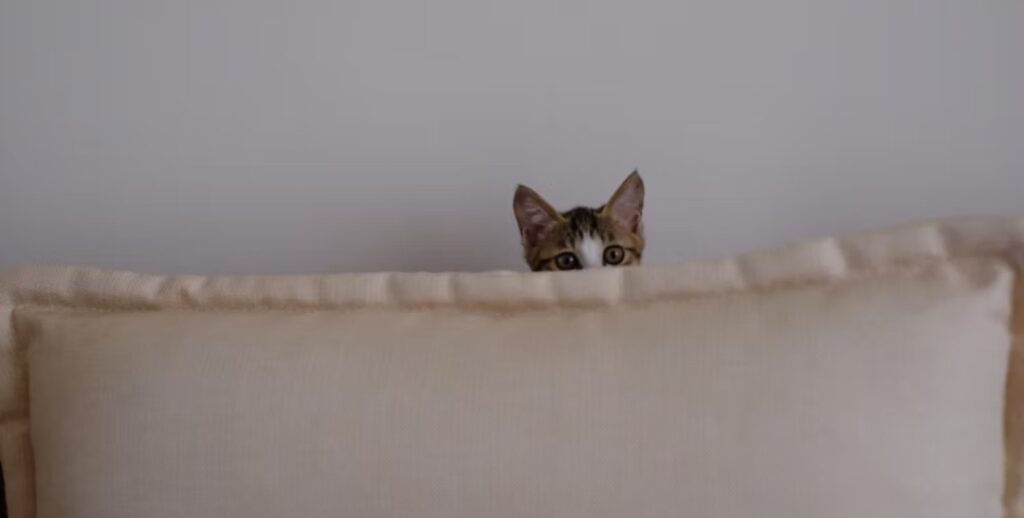 Cat hiding behind couch
