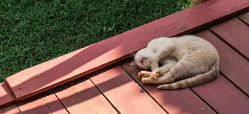 Cat sleeping on balcony