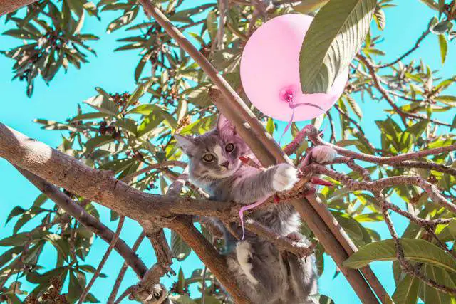 Cat touching balloon on a tree