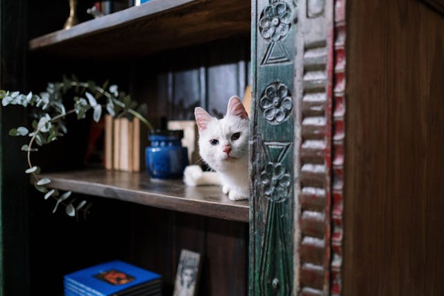 Cat on shelves