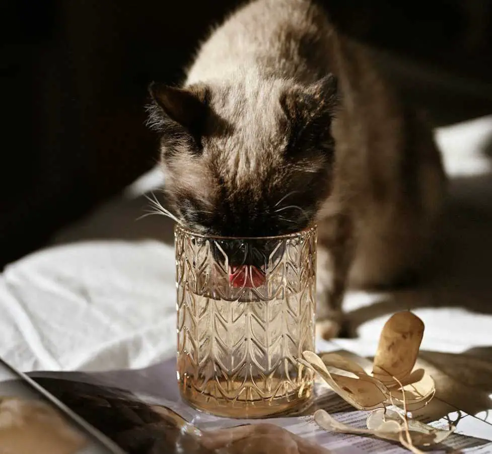 Cat drinking water from cup