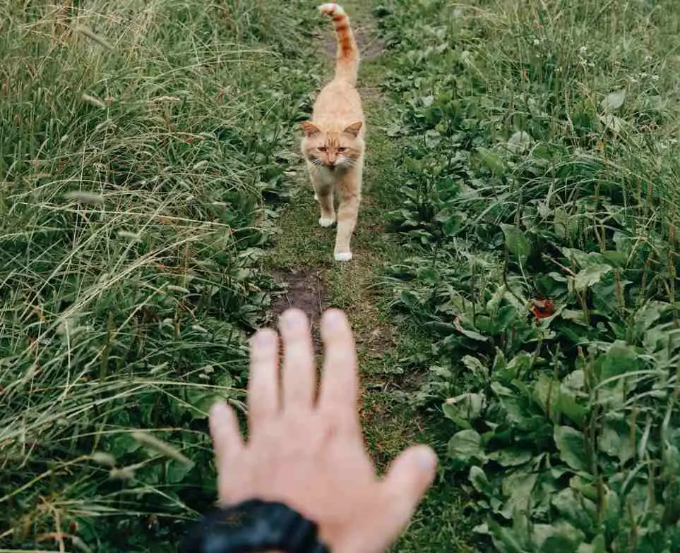 Cat walking to a man in the bush