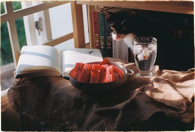 Cat close to watermelon