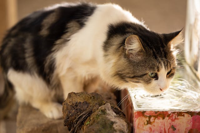 Cat drinking from water fountain