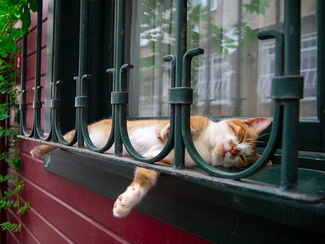 Cat sleeping outside