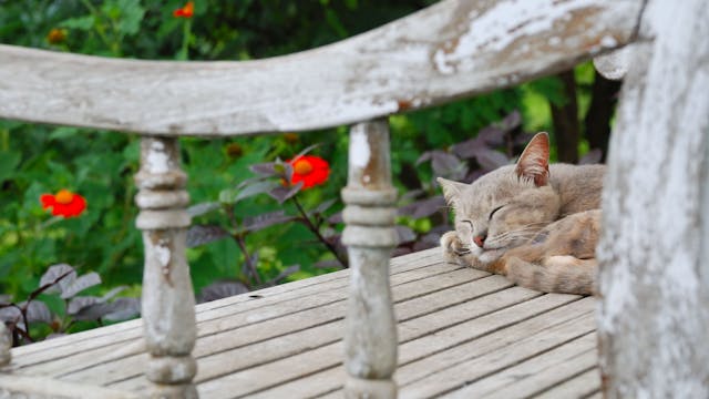 Cat sleeping on deck