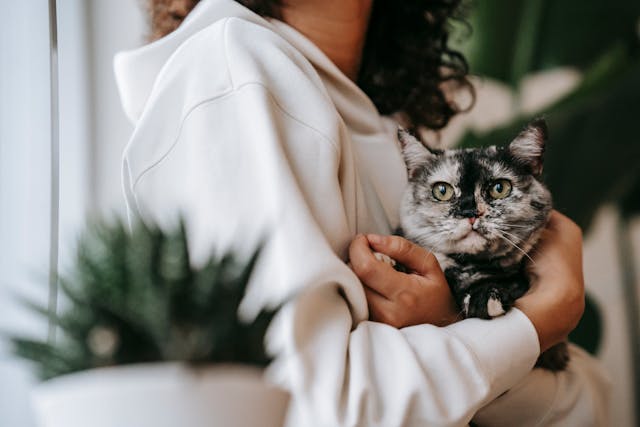 Cat carried by owner